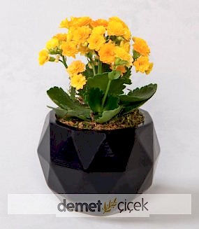 Siyah Geometrik Saksıda Sarı Kalanchoe