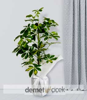Schefflera Bitkisi