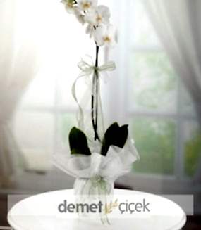 Süslenmiş Tekli Beyaz Orkide 