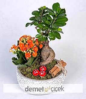 Beton Saksıda Kalanchoe ve Bonsai