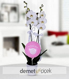 Kız Bebek Orkide