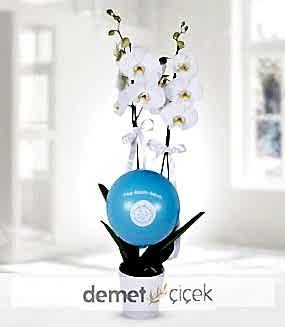 Erkek Bebek Orkide
