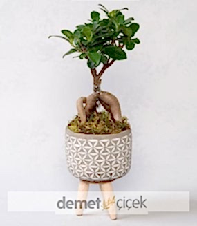 Saksıda Ficus Ginseng Bonsai