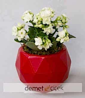 Kırmızı Geometrik Saksıda Kalanchoe