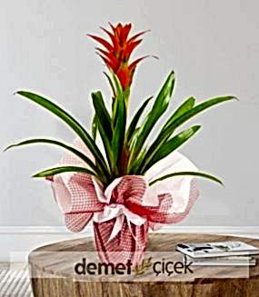 Guzmania Saksı Çiçeği