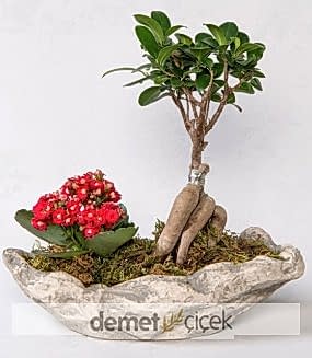 Ficus Gingsey Bonsai ve Kalanchoe