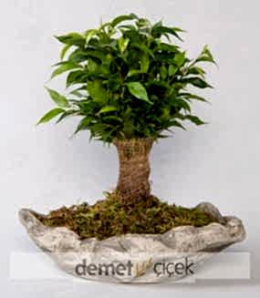  Dekoratif Saksıda Ficus Nathasja