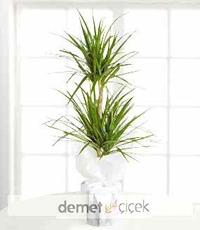 İkili Dracena Marginata