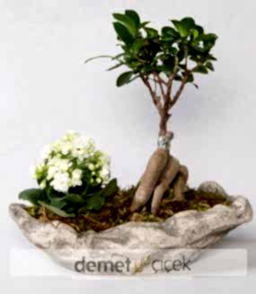 Ficus Gingseg Bonsai ve Kalanchoe