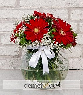 Akvaryumda Kırmızı Gerberalar